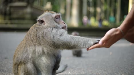 Shot-of-a-tourist-giving-more-food-to-a-large-Balinese-Long-Tailed-monkey-at-the-Sacred-Monkey-Forest-in-Bali,-Indonesia