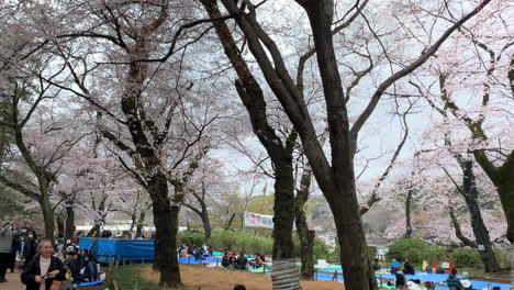 Hanabi-Kirschblütenparty-Und-Menschen-Beim-Picknick-Im-Inokashira-Park
