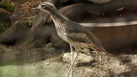 Bush-Thick-Knee-bird-remaining-still-whilst-in-captivity-within-a-wildlife-sanctuary