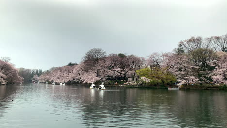 A-panoramic-by-the-lake-of-Inokashira-Park-with-goose-boats-navigating-around-cherry-blossom
