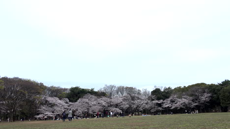 A-panoramic-of-Yoyogi-Park-with-cherry-blossom