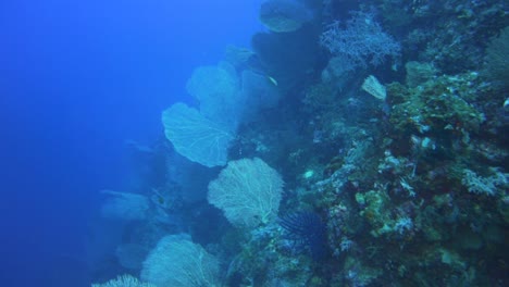 Eine-Mit-Gorgonien-Bedeckte-Korallenwand