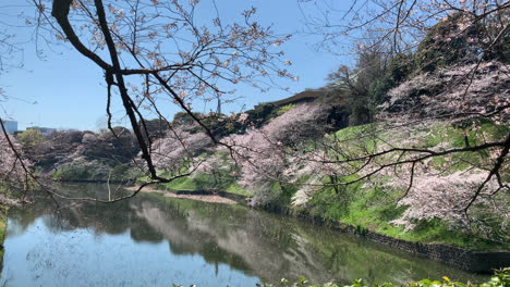Reflection-in-the-moat-of-the-cherry-tree-branch-at-Chidorigafuchi-Park