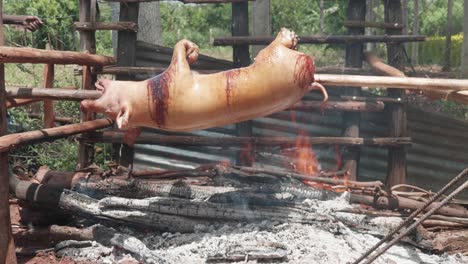 A-wide-shot-of-a-full-pig-roasting-on-a-wooden-spit-over-a-fire