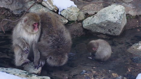 Family-monkey-sitting-in-the-hot-spring-drinking-water-and-enjoy-hot-from-the-water-during-the-winter-season-in-Snow-monkey-park-Japan