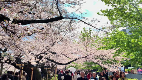People-walk-and-take-pictures-at-cherry-blossoms-at-Chidorigafuchi-Park