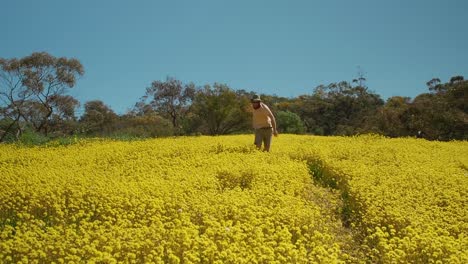 Ein-Junger-Mann-Schlägt-Rad-Durch-Eine-Wiese-Mit-Gelben,-Ewigen-Wildblumen-Im-Coalseam-Conservation-Park
