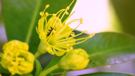 Abeja-Negra-Australiana-Sorbe-Néctar-Del-Centro-De-Una-Flor-Amarilla