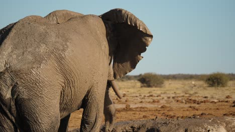 Elefant-Sprüht-In-Zeitlupe-Schlammwasser-Auf-Sich-Selbst
