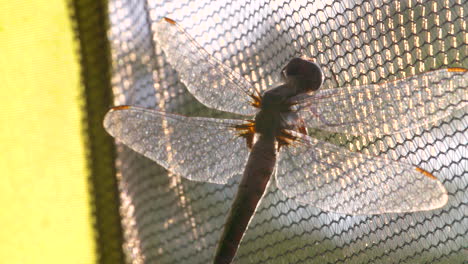 Beautiful-dragonfly-resting-on-a-net,-macro-close-up