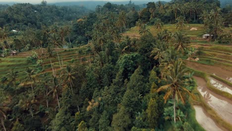 Bali-rice-fields-terrace-and-palm-trees-in-the-mountains