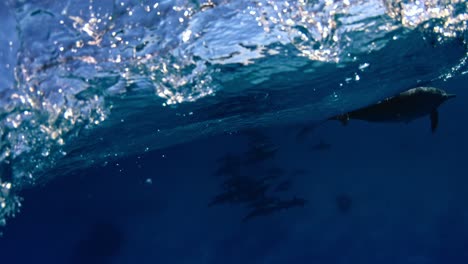 Delfinsuche-Auf-Einer-Seekreuzfahrt
