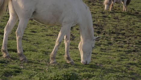Weißes-Pferd-Und-Kleines-Pony-Grasen-Auf-Dem-Feld