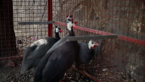 Are-turkeys-really-the-dumbest-animals