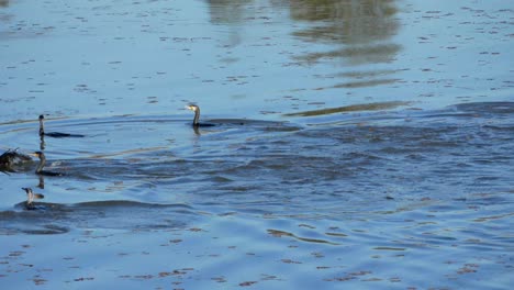 A-group-of-cormorans-diving-in-the-water-on-a-river