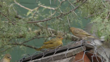 Weaver-birds-chatter-madly-while-competing-for-food-on-a-bird-feeder