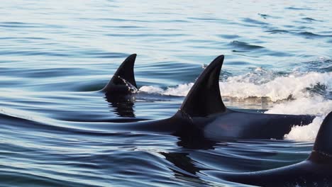 Orcas-Drei-Rückenflossen-Schneiden-Die-Flache-Oberfläche-In-Zeitlupe