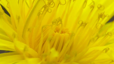 Macro-close-up-of-a-bright,-yellow-dandelion-flower-in-full-spring-bloom