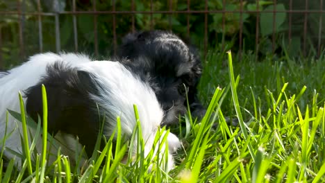 Close-up-of-Maltese-Miniature-Schnauzer-puppies-fighting-over-a-leaf-in-grass-on-a-warm-sunny-afternoon