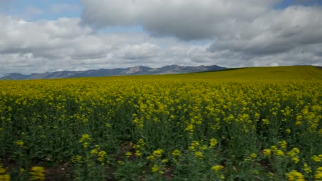 Sideways-to-the-right-of-a-canola-field-with-mountains-and-the-bottom-of-the-clip-and-with-a-blue-cloudy-sky