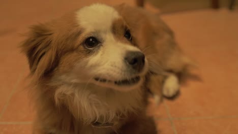 Cute-lovable-puppy-looking-around-with-tongue-out-happy-HD-CLIP