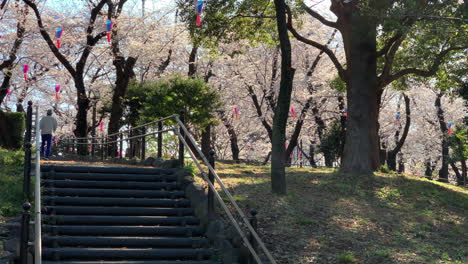 People-walking-at-Asukayama-Park-trails-around-fuchsia-cherry-blossoms,-paper-lamps-and-a-stone-stair-in-the-front