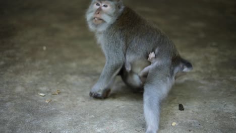 A-mother-Balinese-Long-Tailed-monkey-at-the-Sacred-Monkey-Forest-in-Bali,-Indonesia-running-away-from-the-camera