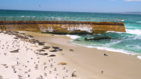group-of-seals-sunbathing-at-the-shores-of-San-Diego,-California