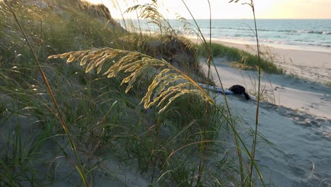Sea-oats-in-the-breeze,illuminated-by-the-early-morning-sun,-giving-them-a-golden-glow-that-contrasts-with-the-dunes,-beach,-ocean,-and-sky-in-the-background