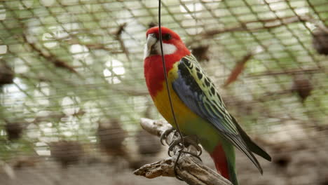 Colourful-Eastern-Rosella-located-in-a-wildlife-sanctuary-in-Australia