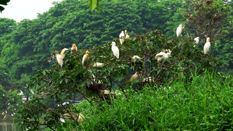 Weiße-Flamingokolonien-Rund-Um-Den-Teich