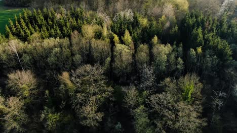 Aerial-shot-of-the-tree's-in-the-Farm