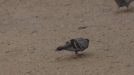 Pigeon-pecking-at-dirt