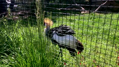 African-Grey-Crowned-Crane-struts-through-the-Abilene,-Texas-Zoo,-This-colorful-and-magical-bird-has-a-big-personality-and-pompous-strut