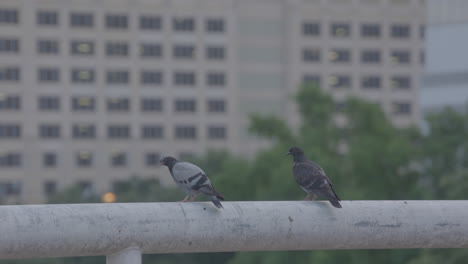 Two-pigeons-standing-on-hand-rail-in-parking-garage