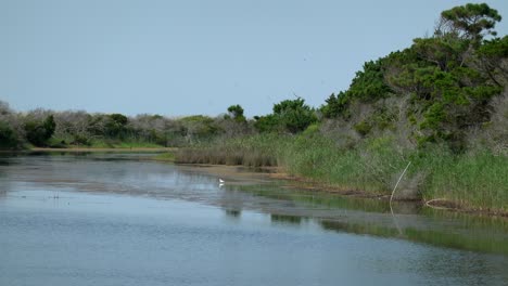 Egret-forages-in-the-wetlands-at-Huntington-Beach-State-Park,-SC