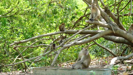 Gruppe-Wilder-Affen,-Die-Erdnüsse-An-Mangrovenbäumen-Essen