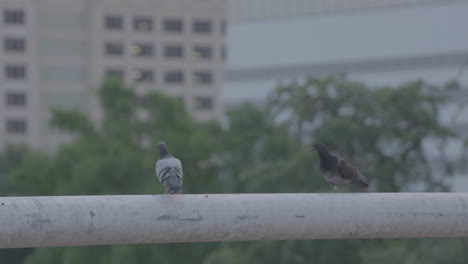 Two-pigeons-walk-on-hand-rail-on-parking-garage