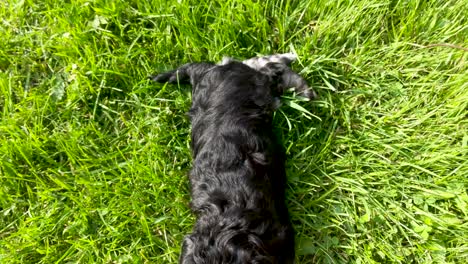 Slow-pan-up-of-Miniature-Schnauzer-puppy-laying-on-it's-back-in-grass-on-a-warm-summer-afternoon
