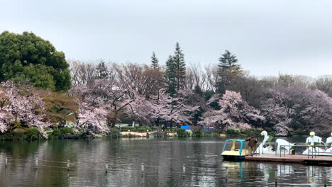 Cherry-Blossoms-in-bloom-on-the-shore-of-the-Inokashira-Park-lake-with-goose-boat-in-a-small-harbor