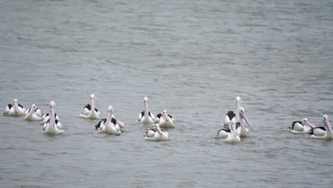 Eine-Gruppe-Pelikane-In-Zeitlupe