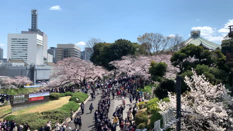 Menschen-Stehen-Schlange-Vor-Dem-Eingang-Des-Kaiserpalastes-Im-Chidorigafuchi-Park-Mit-Kirschblüten