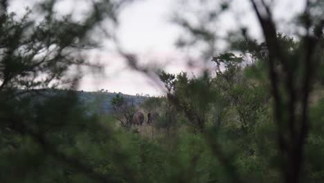 Manada-De-Elefantes-Caminando-Durante-La-Puesta-De-Sol-En-El-Parque-Nacional-Pilanesberg-En-Sudáfrica