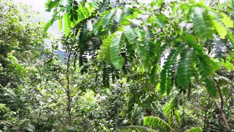 Zeitlupendarstellung-Der-Pflanzenvielfalt-Im-Dschungel-Von-Belize