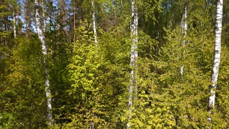 Birch-trees-close-up-in-a-green-forest-shot-from-a-drone