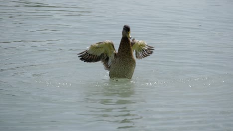 Duck-emerging-from-a-lake-and-fluttering-its-wings-to-dry-them---180-fps-slow-motion