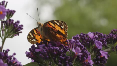 Nahaufnahme-Eines-Schmetterlings,-Der-Auf-Einem-Schmetterlingsstrauch-Sitzt,-Buddlejeae
