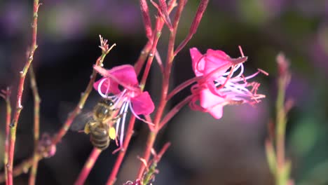 Nahaufnahme-Einer-Biene,-Die-Pollen-Von-Zwei-Rosa-Blüten-Erhält