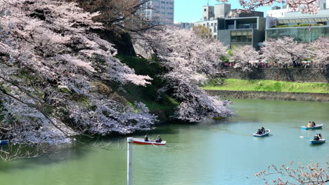 Ruderboote-Am-Chidorigafuchi-Parkgraben-Mit-Kirschblüten