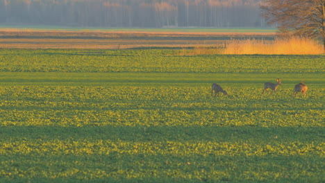 Group-of-European-roe-deer-walking-and-eating-on-a-rapeseed-field-in-the-evening,-golden-hour,-medium-telephoto-shot